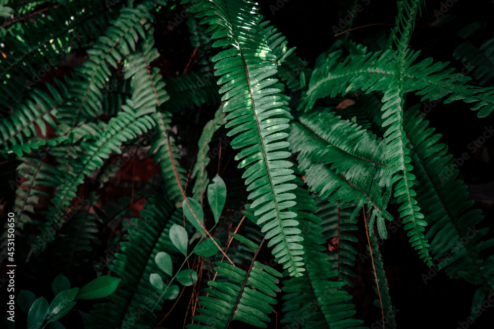 plants texture background