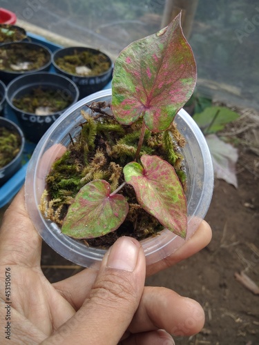 many caladium plant and flower leaves from indonesia photo