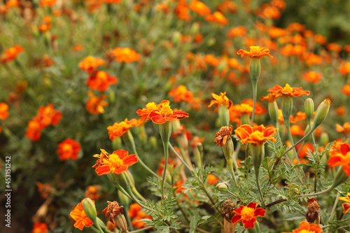 Blooming marigolds  tagetes  in the garden