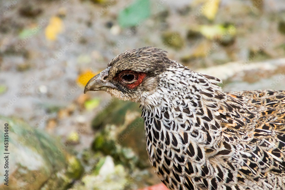Obraz premium Closeup of a Khalij Pheasant female