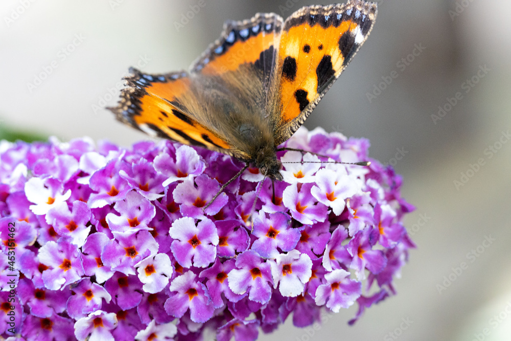 Obraz premium Kleiner Fuchs