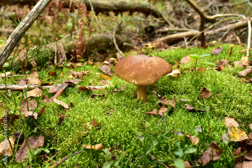King Pine Bolete in moss at forest. White Mushroom Fungal Mycelium in wildlife. Edible Big Boletus mushrooms at woodland. Single bolete mushroom. Porcini Cep mushrooming season. King Pine Bolete in moss at forest. White Mushroom Fungal Mycelium in wildlife. Edible Big Boletus mushrooms at woodland. Single bolete mushroom. Porcini Cep mushrooming season.