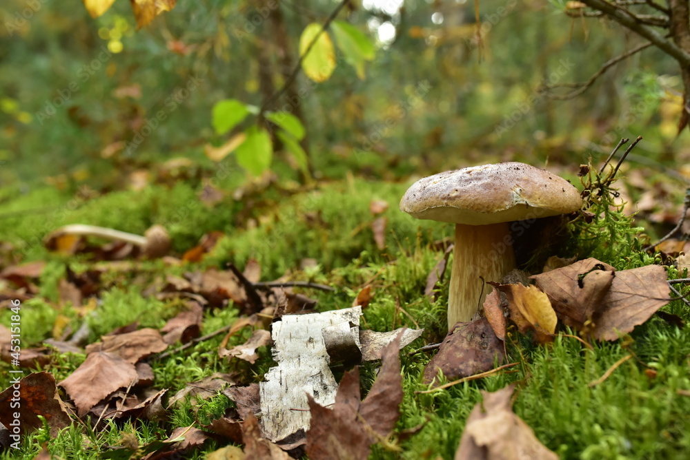 Fototapeta premium Porcini Cep in forest during mushrooming harvesting season. White Mushroom King Boletus Pinophilus. Fungal Mycelium in moss in a forest. Big bolete mushrooms in wildlife. Fungi plants