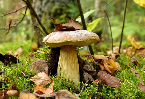 Porcini Cep in forest during mushrooming harvesting season. White Mushroom King Boletus Pinophilus. Fungal Mycelium in moss in a forest. Big bolete mushrooms in wildlife. Fungi plants