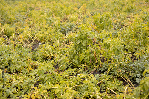 Yellow potato plants on the field in the dry summer