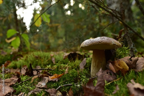 Porcini Cep in forest during mushrooming harvesting season. White Mushroom King Boletus Pinophilus. Fungal Mycelium in moss in a forest. Big bolete mushrooms in wildlife. Fungi plants