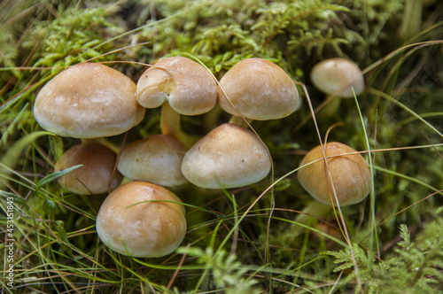 Growing small group of beautiful edible honey mushrooms or inedible toadstools in moss in dark Latvian autumn forest photo