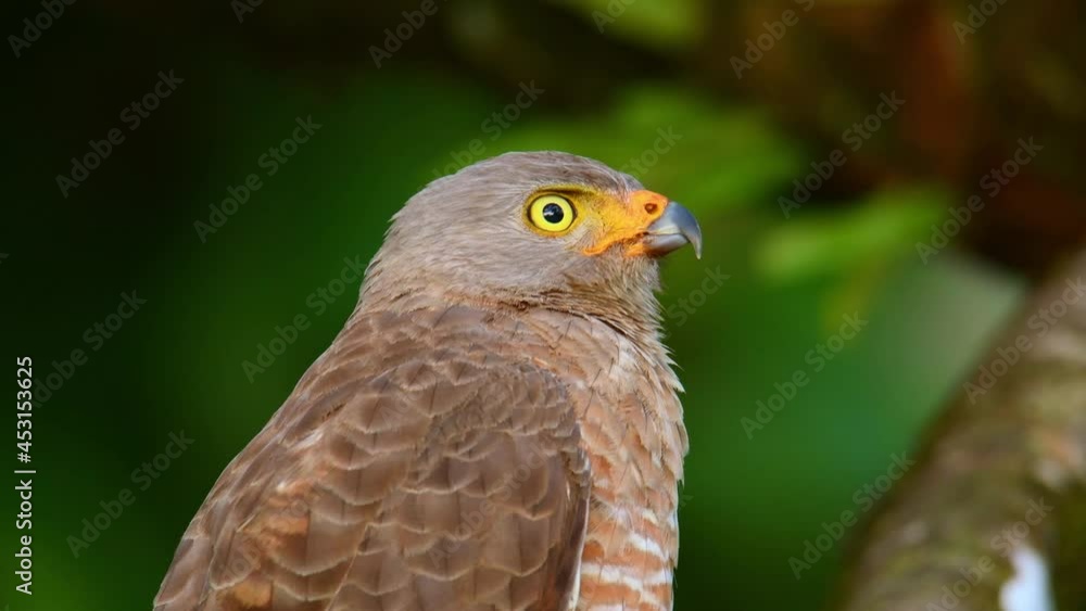 Roadside Hawk - Rupornis magnirostris relatively small bird of prey found in the Americas, marginally the smallest hawk in the genus Buteo, although Ridgway's hawk and the white-rumped hawk. Roadside Hawk - Rupornis magnirostris relatively small bird of prey found in the Americas, marginally the smallest hawk in the genus Buteo, although Ridgway's hawk and the white-rumped hawk.