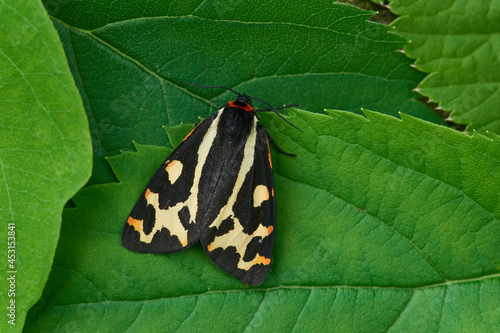 Wegerichbär ( Arctia plantaginis ) photo