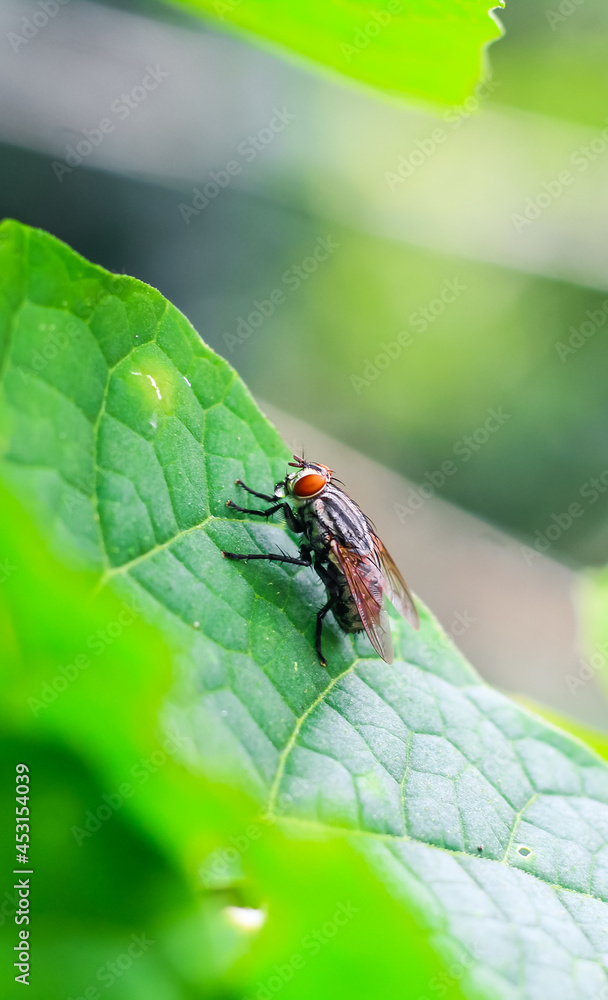 The fly with a water bubble on a green leaf, macro photography. Single fly on a green leaf blowing a bubble.