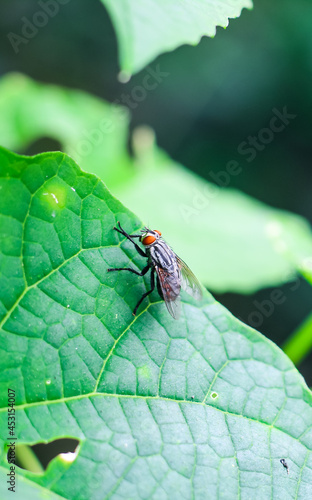The fly with a water bubble on a green leaf, macro photography. Single fly on a green leaf blowing a bubble.