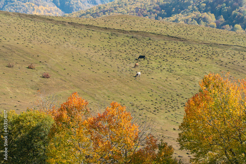 Wallpaper Mural Cows grazing in the meadow and autumn colorful foliage in the Caucasus mountains Torontodigital.ca