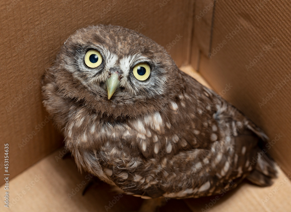 Little owl (Athene noctua), also known as the owl of Athena or owl of Minerva. Little owl (Athene noctua), also known as the owl of Athena or owl of Minerva.