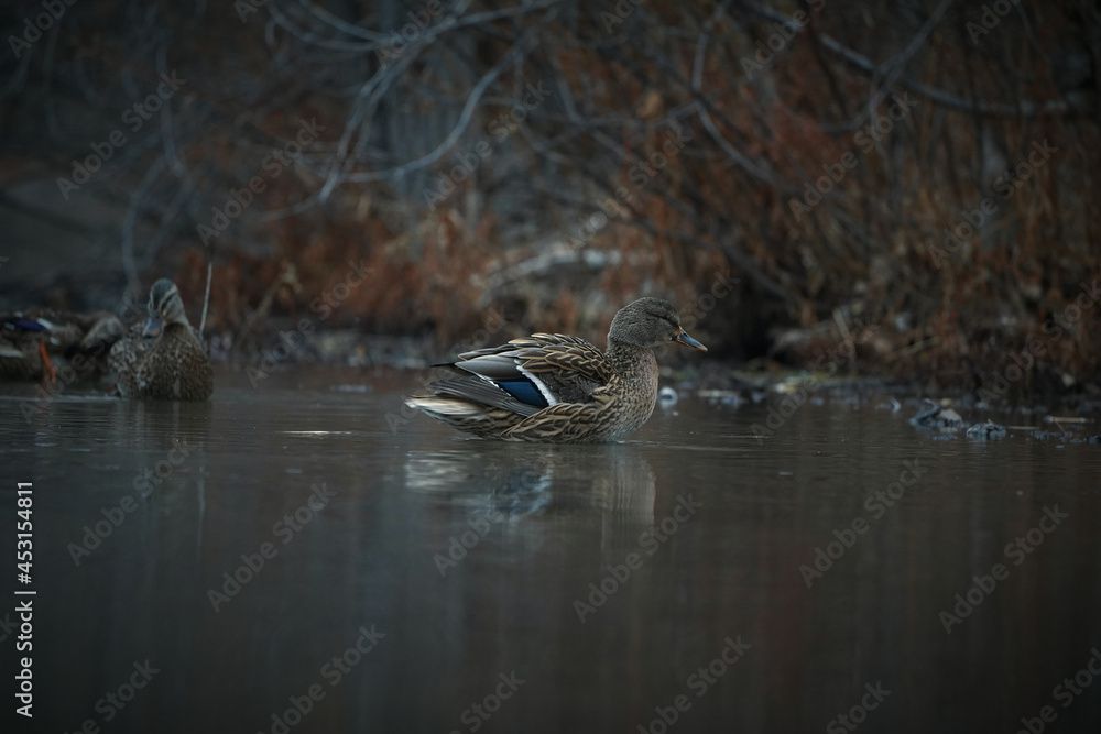 Mallard hen duck fluffed out on water Mallard hen duck fluffed out on water