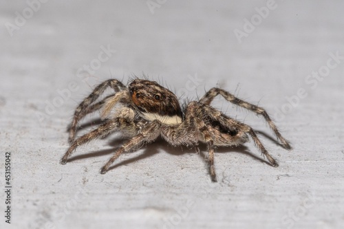 Close-up of a jumping spider on a house wall