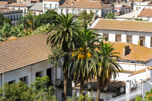 Aerial view of palm trees in the middle of old French colonial houses.