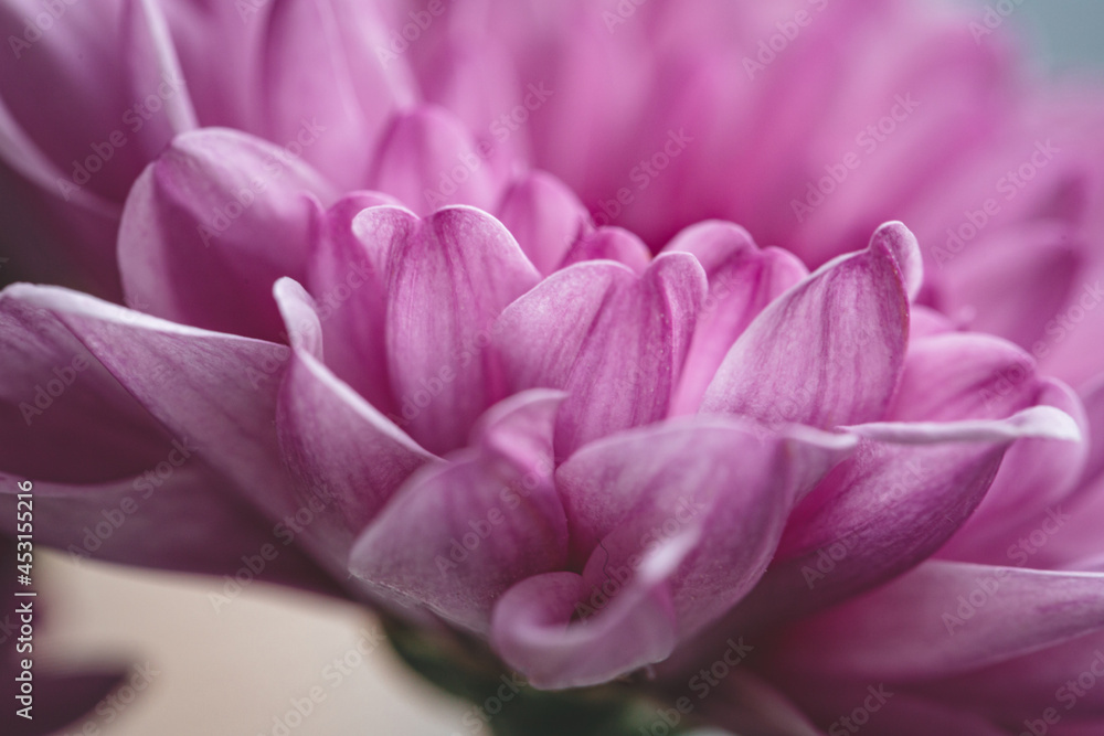 Chrysanthemum flower as a background close up. Purple Chrysanthemum in autumn. Chrysanthemum wallpaper. Floral background. Selective focus