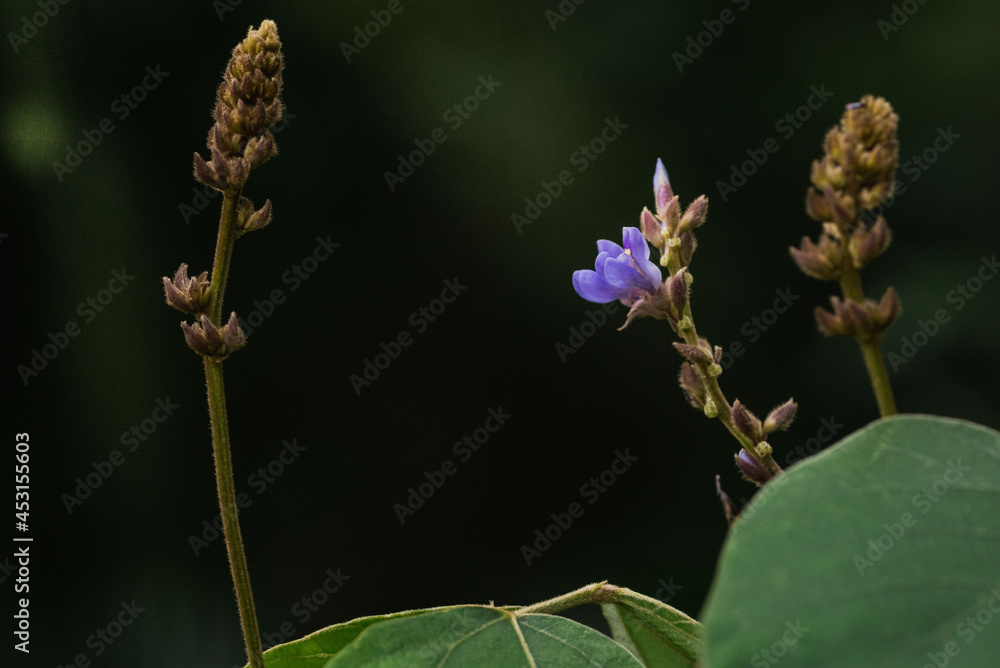 flower flower