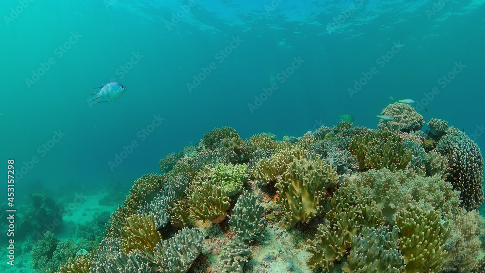 Obraz premium Underwater Tropical Reef View. Tropical fish reef marine. Soft-hard corals seascape. Philippines.