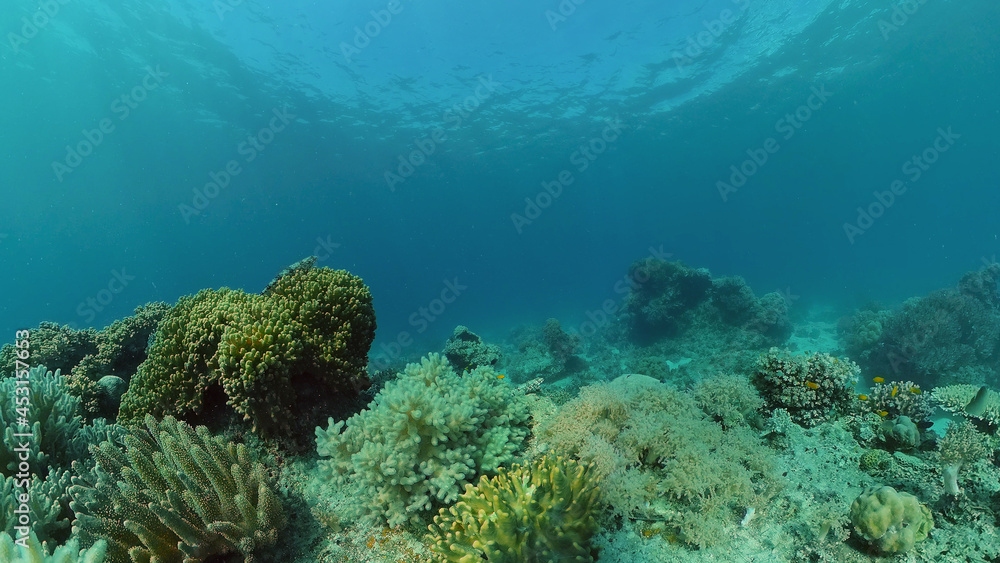 Scene reef. Marine life sea world. Underwater fish reef marine. Philippines. Scene reef. Marine life sea world. Underwater fish reef marine. Philippines.