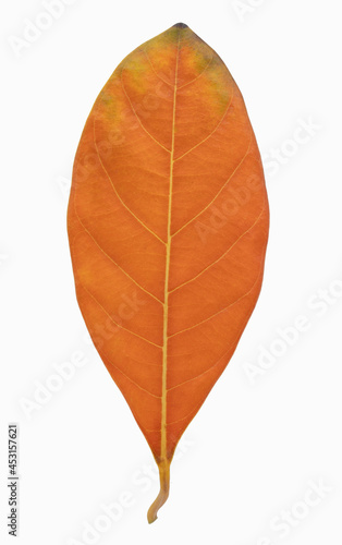 Orange jackfruit leaf isolated on white  Dried leaf.