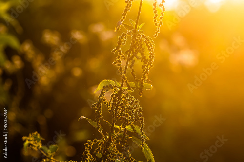 Urtica dioica, often called common nettle, or stinging nettle, or nettle leaf in sunset. Collection of nettle seeds in tsummer for preparation of funds used to normalize potency, glucose concentration