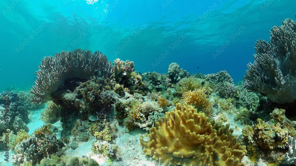 Tropical fishes and coral reef at diving. Beautiful underwater world with corals and fish. Philippines. Tropical fishes and coral reef at diving. Beautiful underwater world with corals and fish. Philippines.