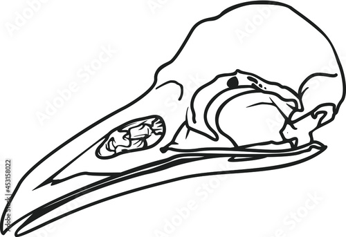Vector illustration of black raven skull on white background. Vector monochrome isolated image.