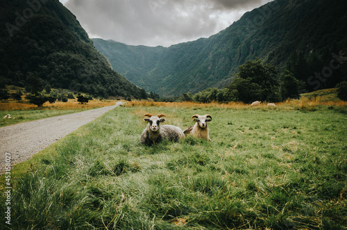 Flock of Norwegian sheep in pasture field below the mountains