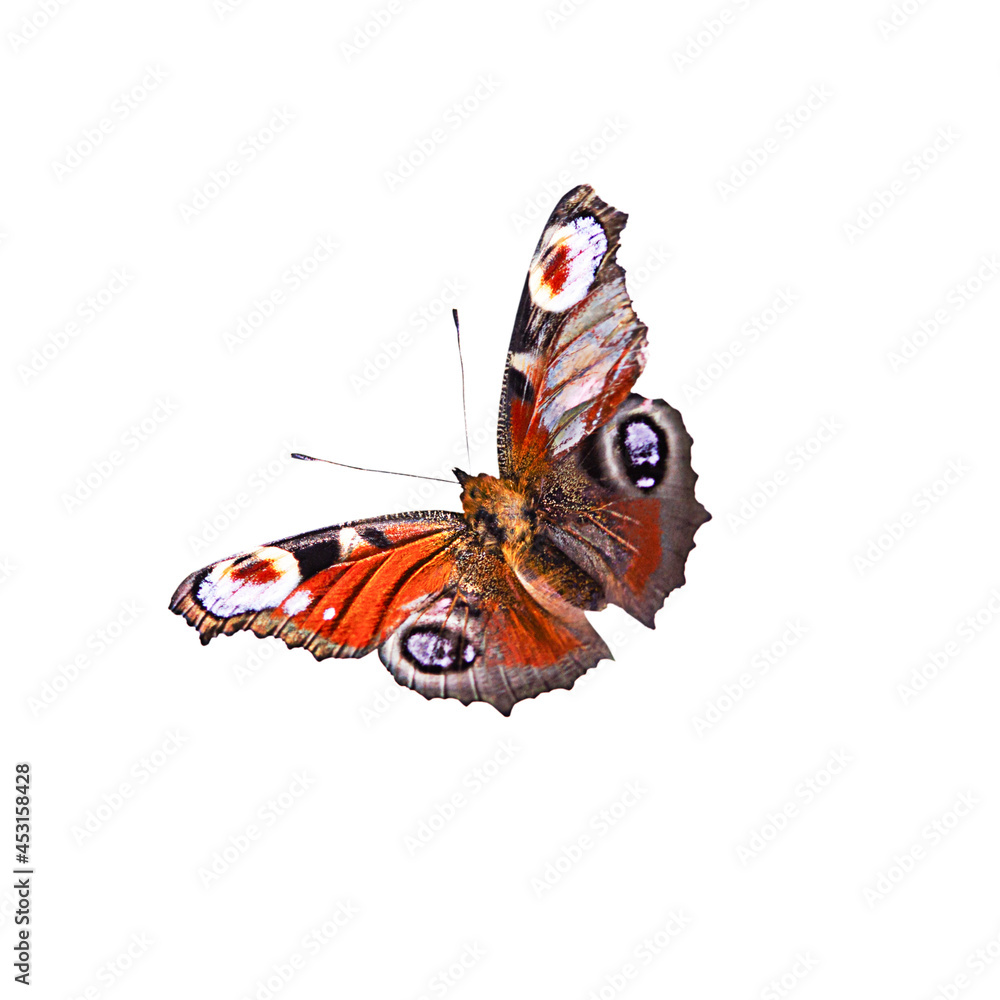 Fototapeta premium aglais io butterfly is orange, an isolated insect