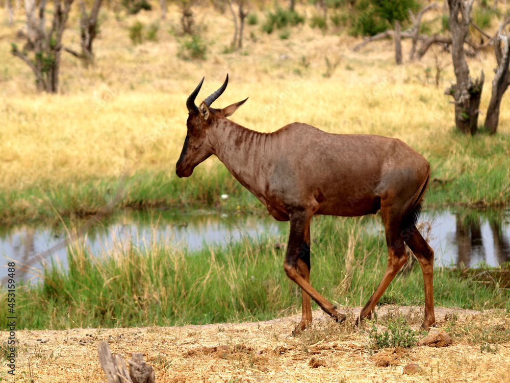 Tsessebe walking Tsessebe walking
