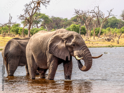Group of elephants drinking water at a waterhole