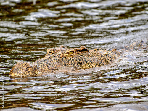 Crocodile head above water