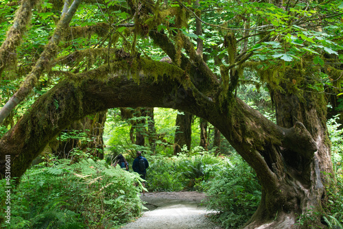 Olympic National Park in Washington State.