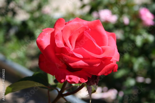 Rosa