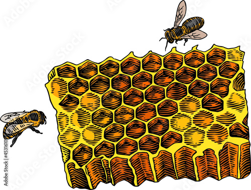 Isolated honeycomb and two bees on the white