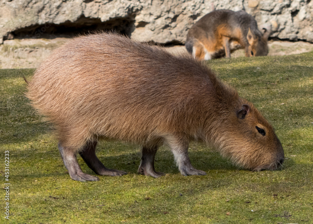 Capybara Capybara
