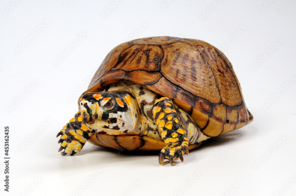 Fototapeta premium Dreizehen-Dosenschildkröte, Carolina-Dosenschildkröte // Three-toed box turtle, Common box turtle (Terrapene carolina triunguis)