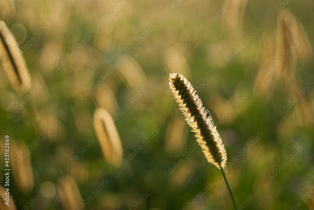 1 blade of grass during sunrise. Selective focus. High angle view. 1 blade of grass during sunrise. Selective focus. High angle view.
