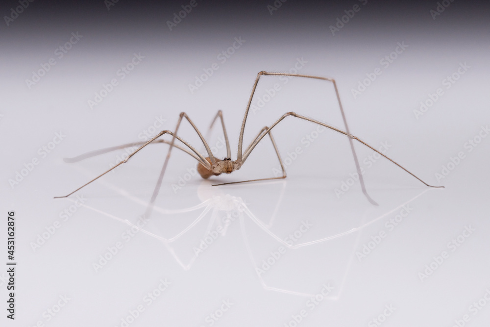 spider with long legs on a white background with reflection spider with long legs on a white background with reflection