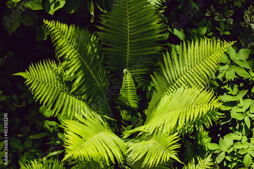 Fern, green leaves of a young fern in the forest, natural beautiful background, the sun sets.