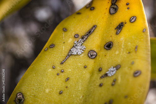 orchid leaves with black and yellow spot disease, fungi on green leaves, lichen killing plants photo