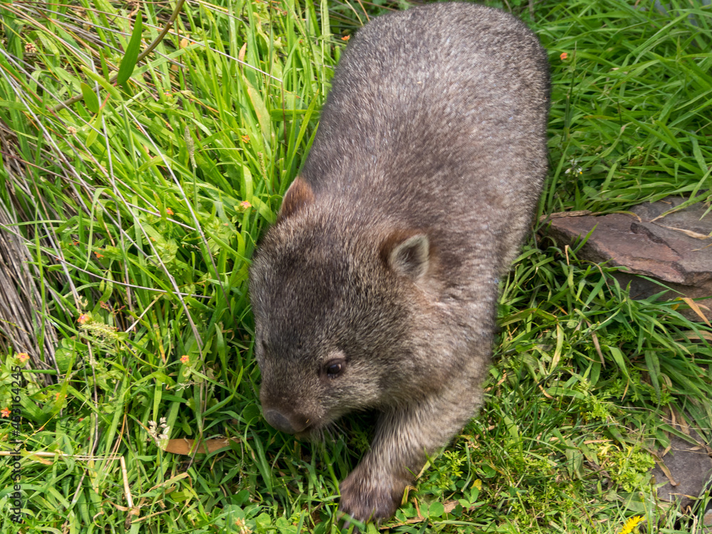 Walking wombat Walking wombat
