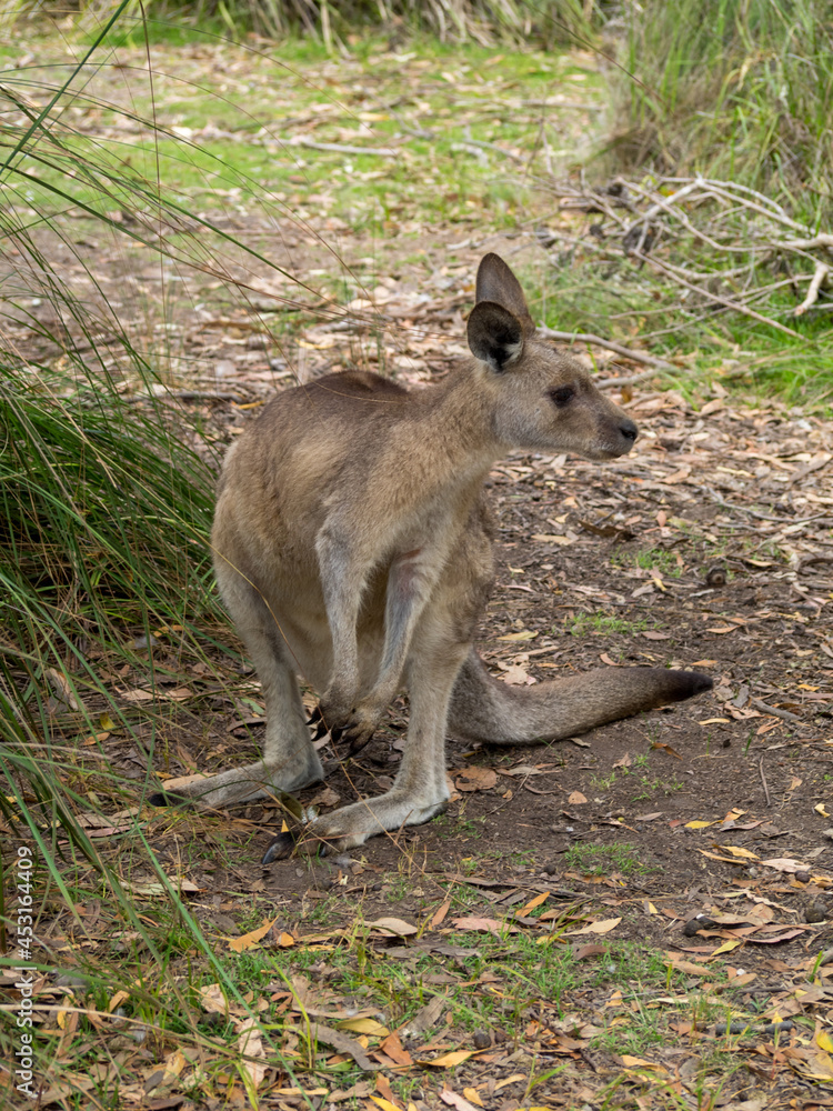 Kangaroo Kangaroo