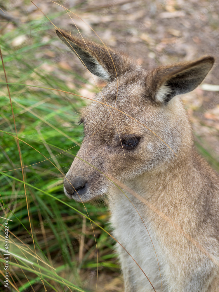 Kangaroo head close-up