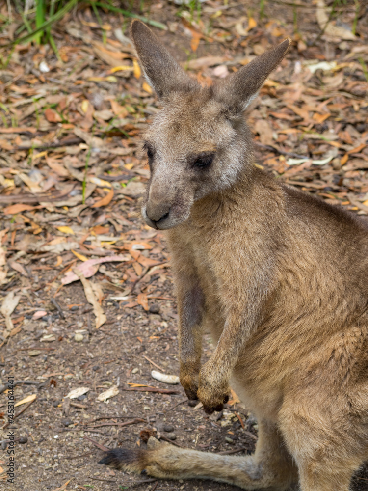 Fototapeta premium Kangaroo