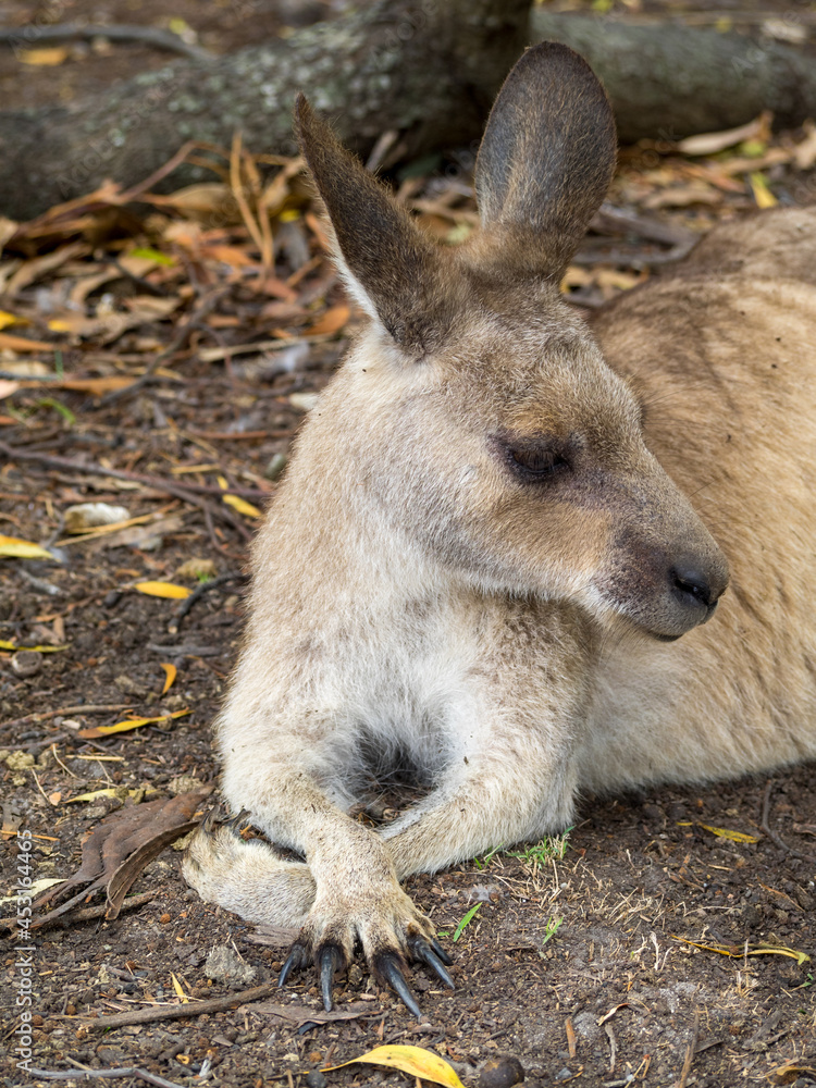 Kangaroo