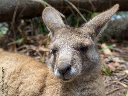 Kangaroo head close-up