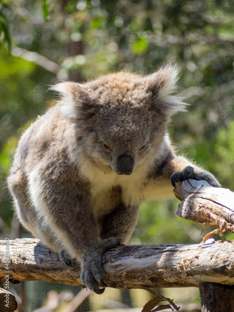 Fototapeta premium Koala walking in tree branches