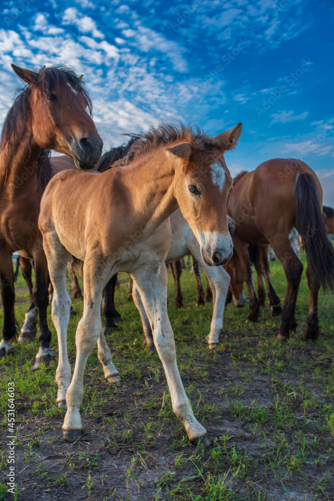 A herd of horses grazes in the pasture in the afternoon. A herd of horses grazes in the pasture in the afternoon.